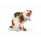 Schleich - Cat Grooming